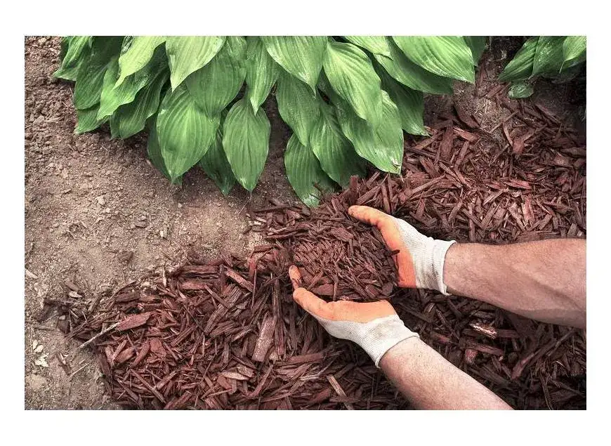 Czy kora z lasu nadaje się do ogrodu: wszystko co musisz wiedzieć