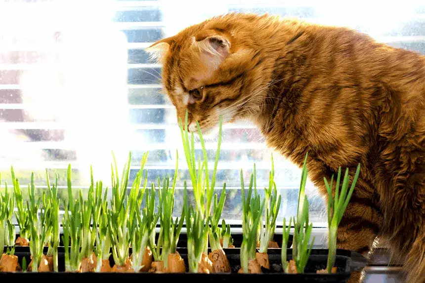 Czy koty mogą jeść cebulę? Dowiedz się o zagrożeniach dla zdrowia!