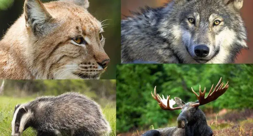 Łoś jako symbol Kampinoskiego Parku Narodowego i jego wyjątkowe znaczenie