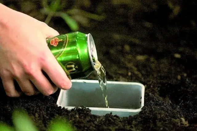 Skuteczne domowe sposoby na pozbycie się ślimaków z ogrodu: 8 sprawdzonych metod