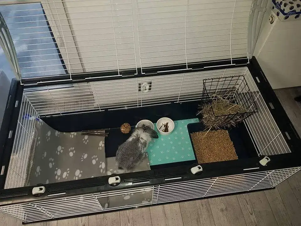 Jak urządzić klatkę dla królika - kompletny poradnik dla początkujących