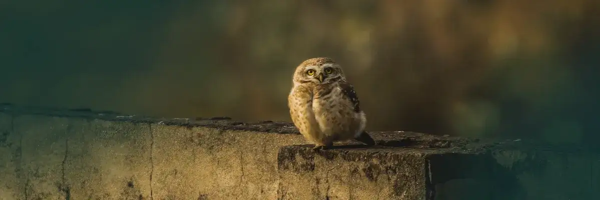 Sowa wisiorek co oznacza: Odkryj tajemnice mądrości i ochrony