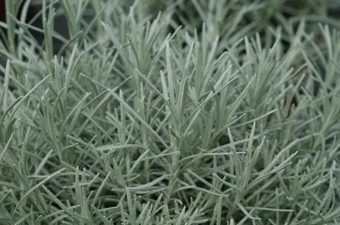 Jak rośnie curry? Odkryj sekrety uprawy i pielęgnacji roślin