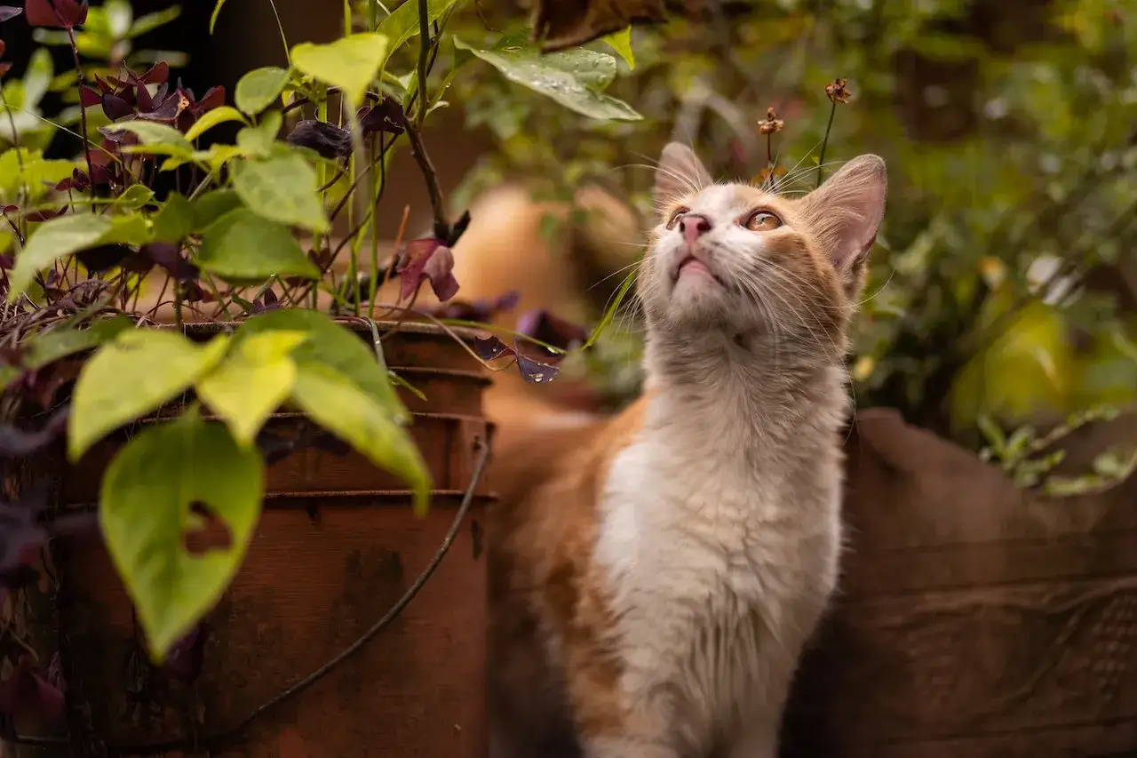 Czy koty mogą jeść kocimiętkę? Odkryj, co musisz wiedzieć!