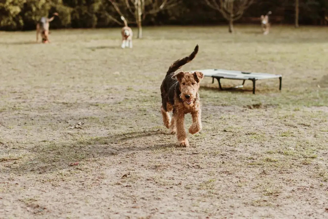 Mam psa i co teraz hotel - najlepsze usługi dla Twojego pupila w Poznaniu