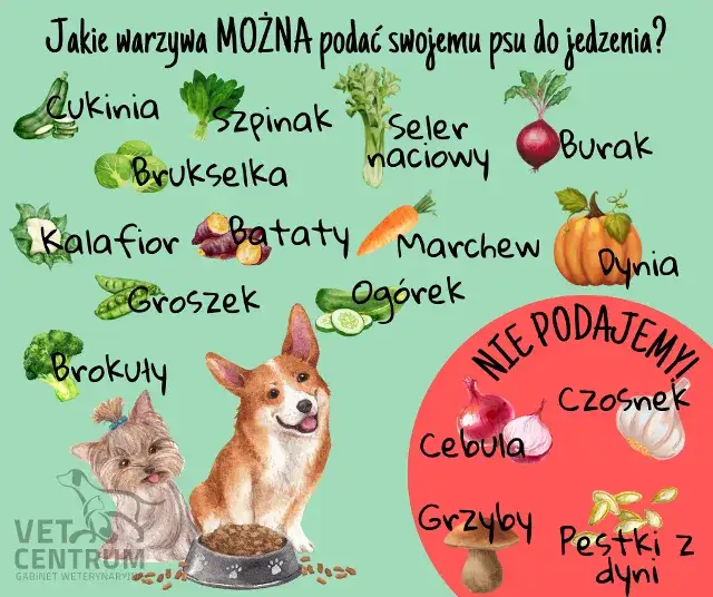 Czy koty mogą jeść czosnek? Poznaj zagrożenia i objawy zatrucia