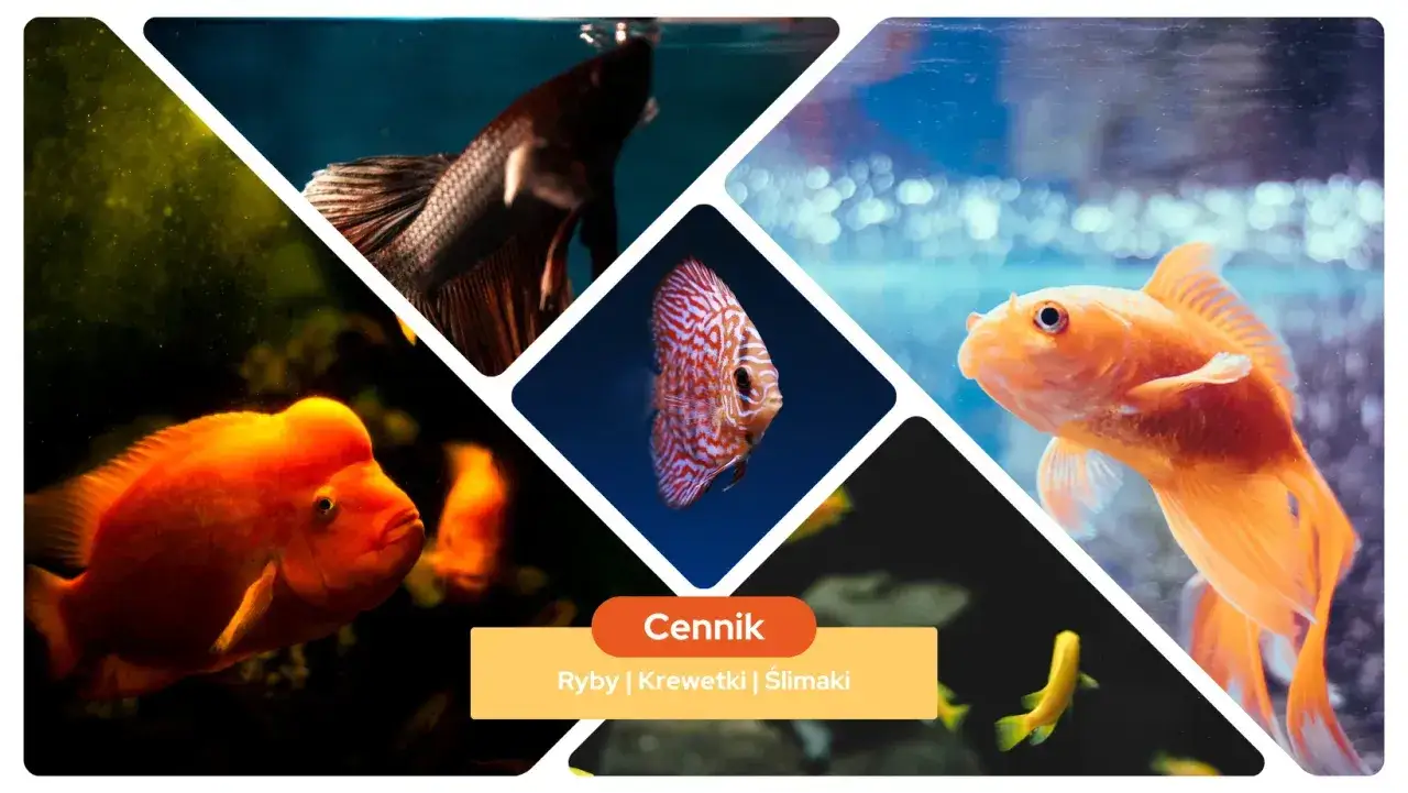 Ile kosztują ryby do akwarium? Sprawdź ceny i najważniejsze czynniki