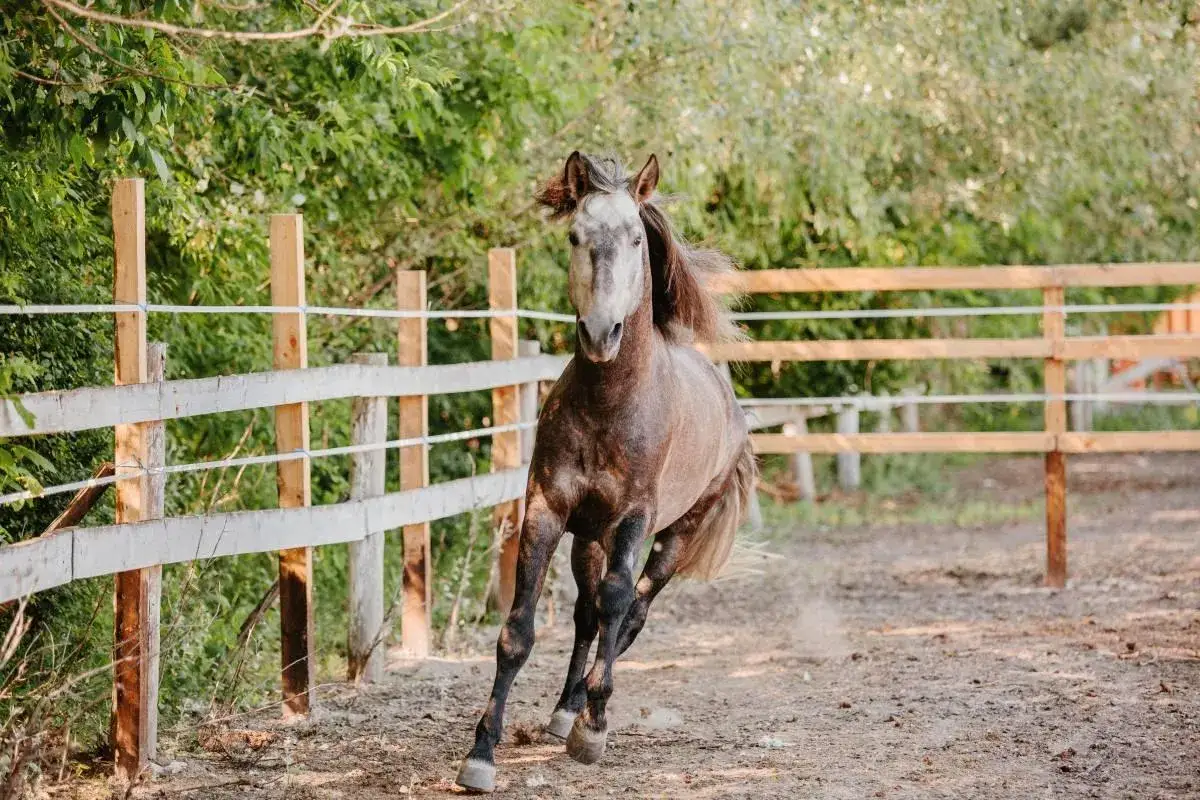 Jak szybko biega koń? Odkryj fascynujące prędkości koni