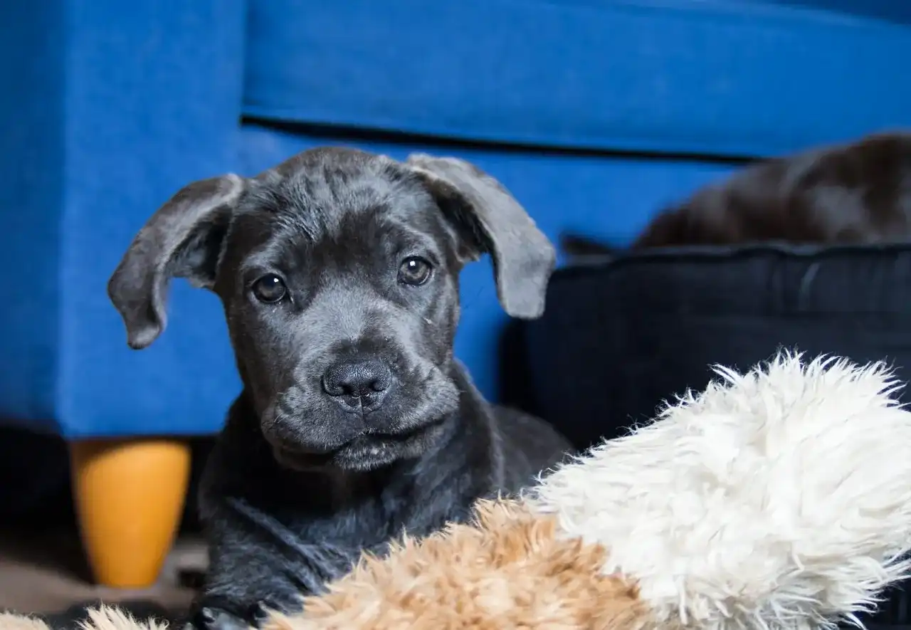 Niebieskie umaszczenie cane corso - Czy to tylko kolor? Poznaj fakty