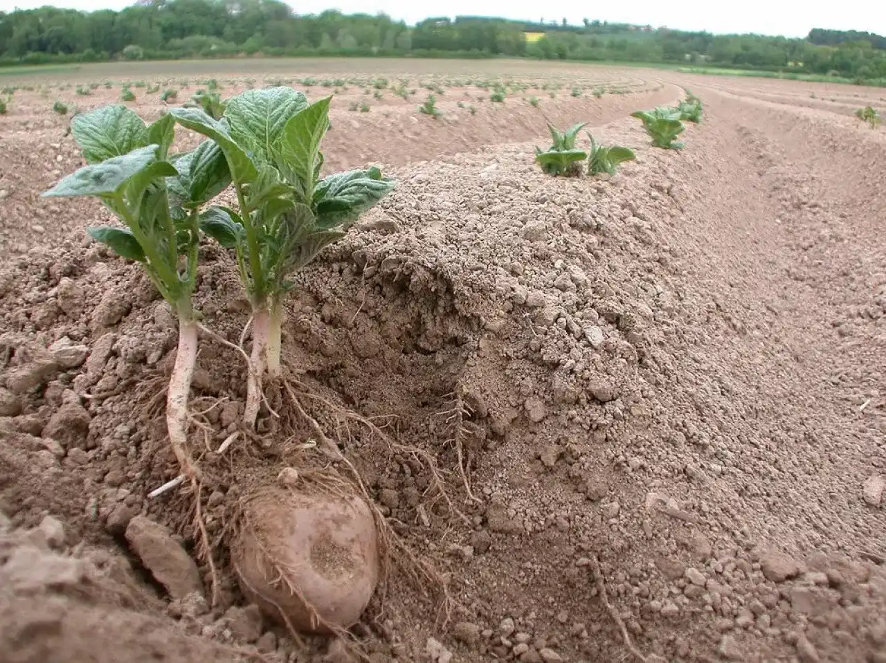 Sadzenie ziemniaków - Kiedy, jak głęboko i w jakiej rozstawie?