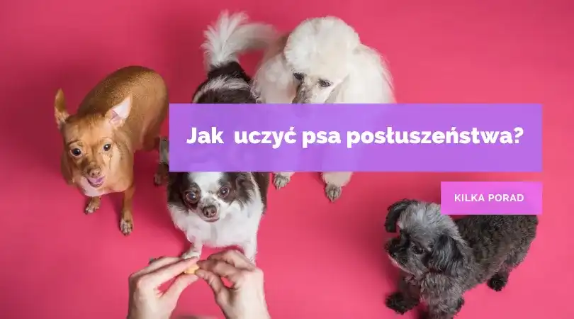 Naucz psa posłuszeństwa: Praktyczny przewodnik krok po kroku