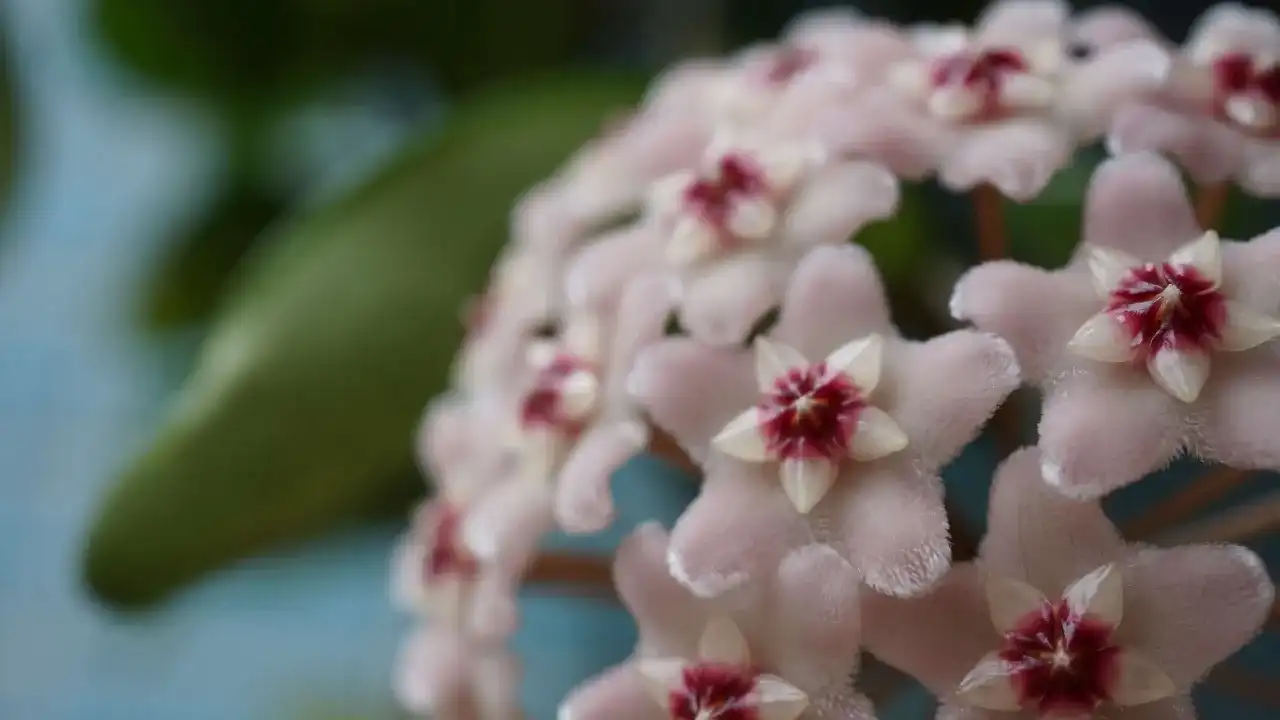 Hoya (woskownica) - Poznaj zasady pielęgnacji, by obficie kwitła