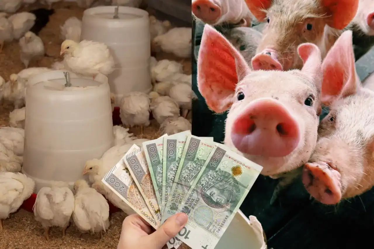 Wieprzowina bez antybiotyków - czy warto dopłacać? Certyfikaty