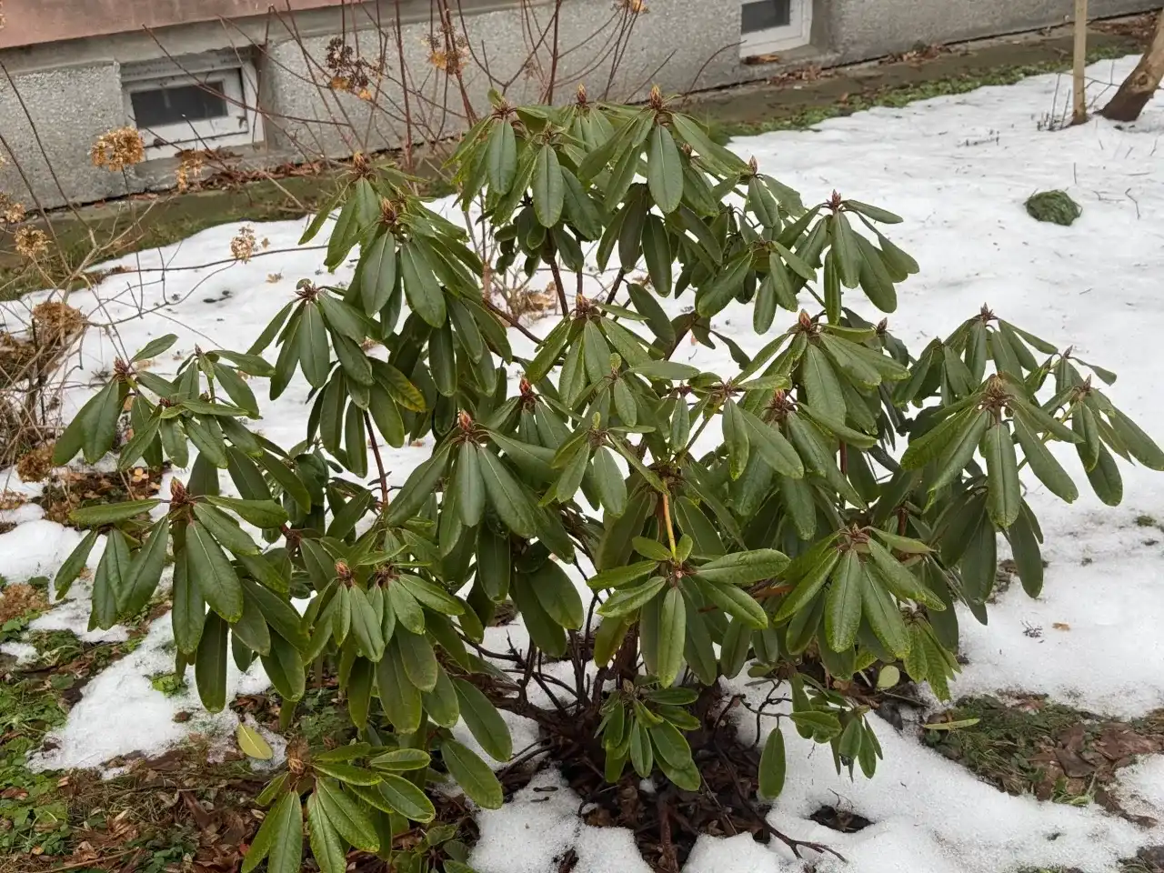 Przycinanie rododendronów: Klucz do zdrowia i obfitego kwitnienia