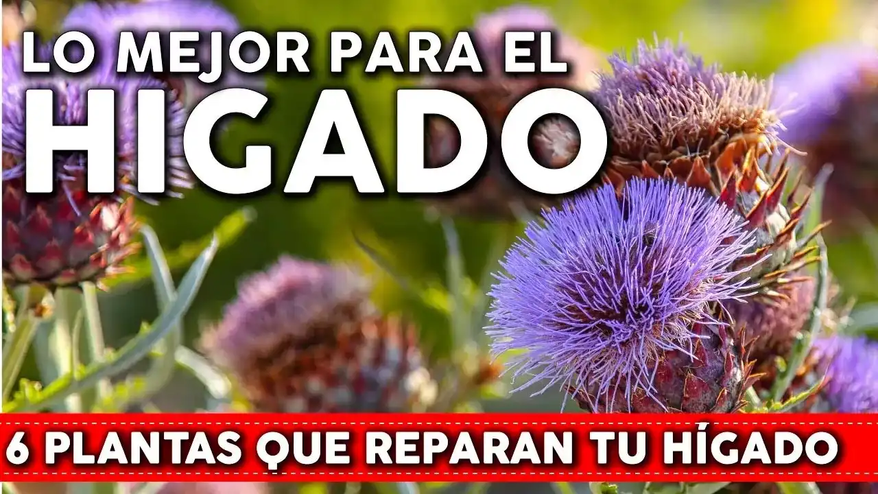 Medicamentos para limpiar el hígado: mejora tu salud hepática hoy