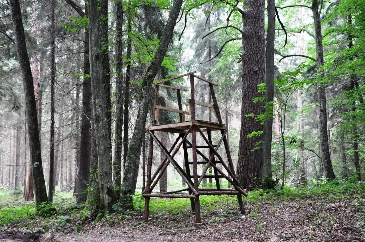 Myśliwy przyjacielem lasu? Fakty o roli w ochronie przyrody