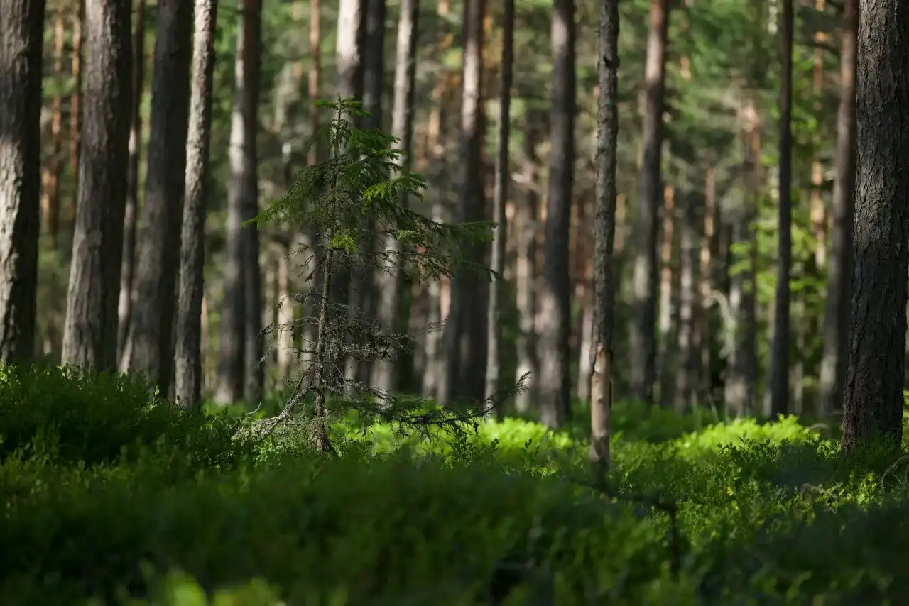 Wycena lasu prywatnego - ile naprawdę jest warta Twoja działka?