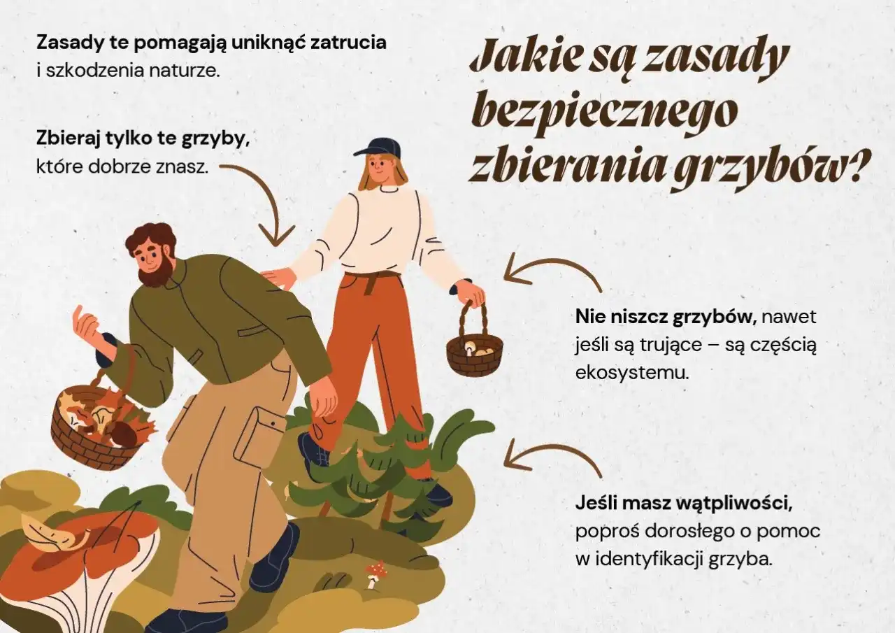 Jak zbieramy grzyby - Poradnik bezpiecznego grzybobrania