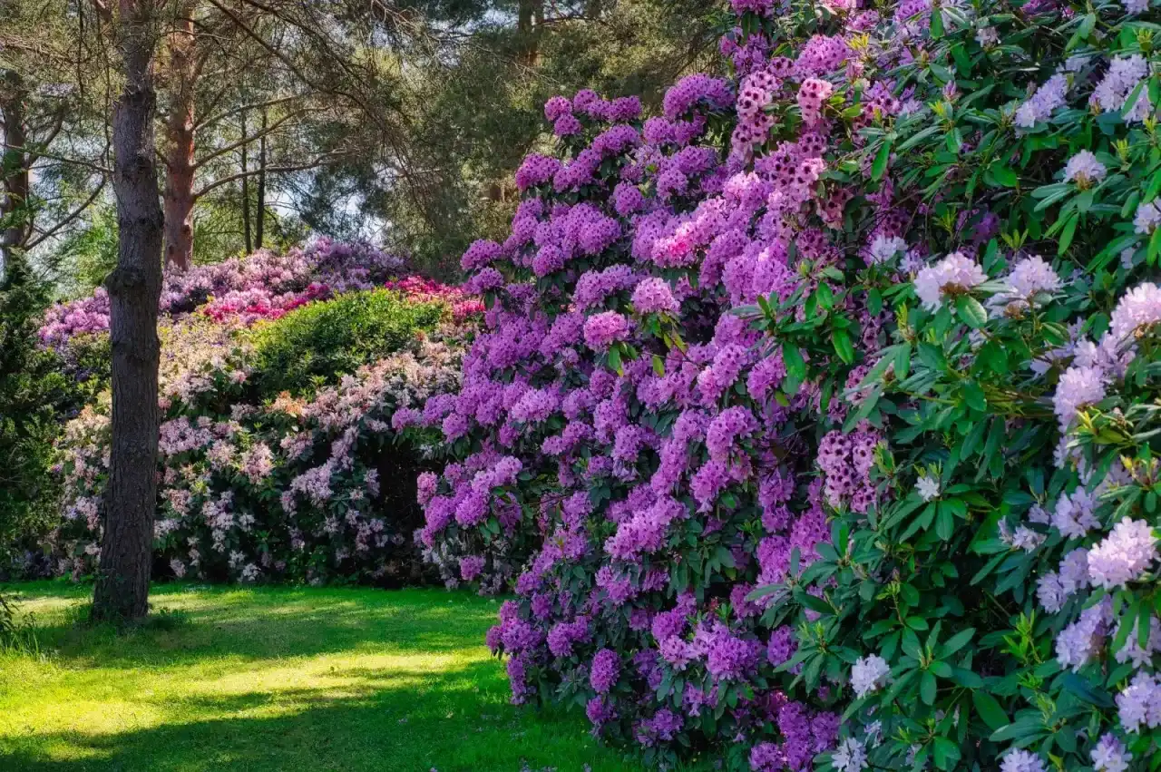 Rododendron: Jak długo kwitnie? Sekrety pielęgnacji i obfitości