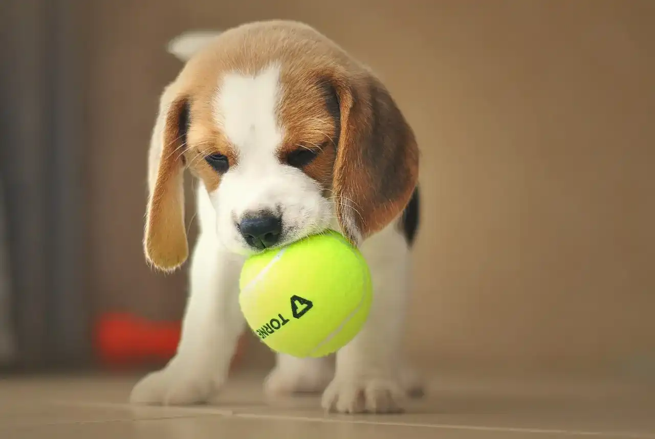 Miniaturowy beagle - Chwyt marketingowy czy realna rasa?