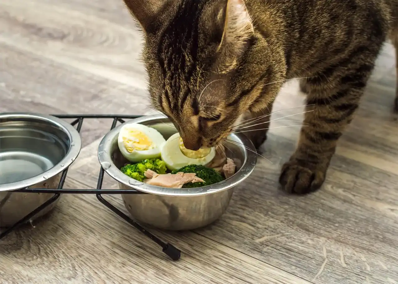 Jajko na twardo dla kota: czy można? Bezpieczne podawanie