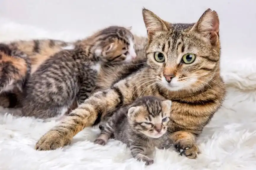 Kotka nie karmi kociąt: Przyczyny i kompletny plan ratunkowy.