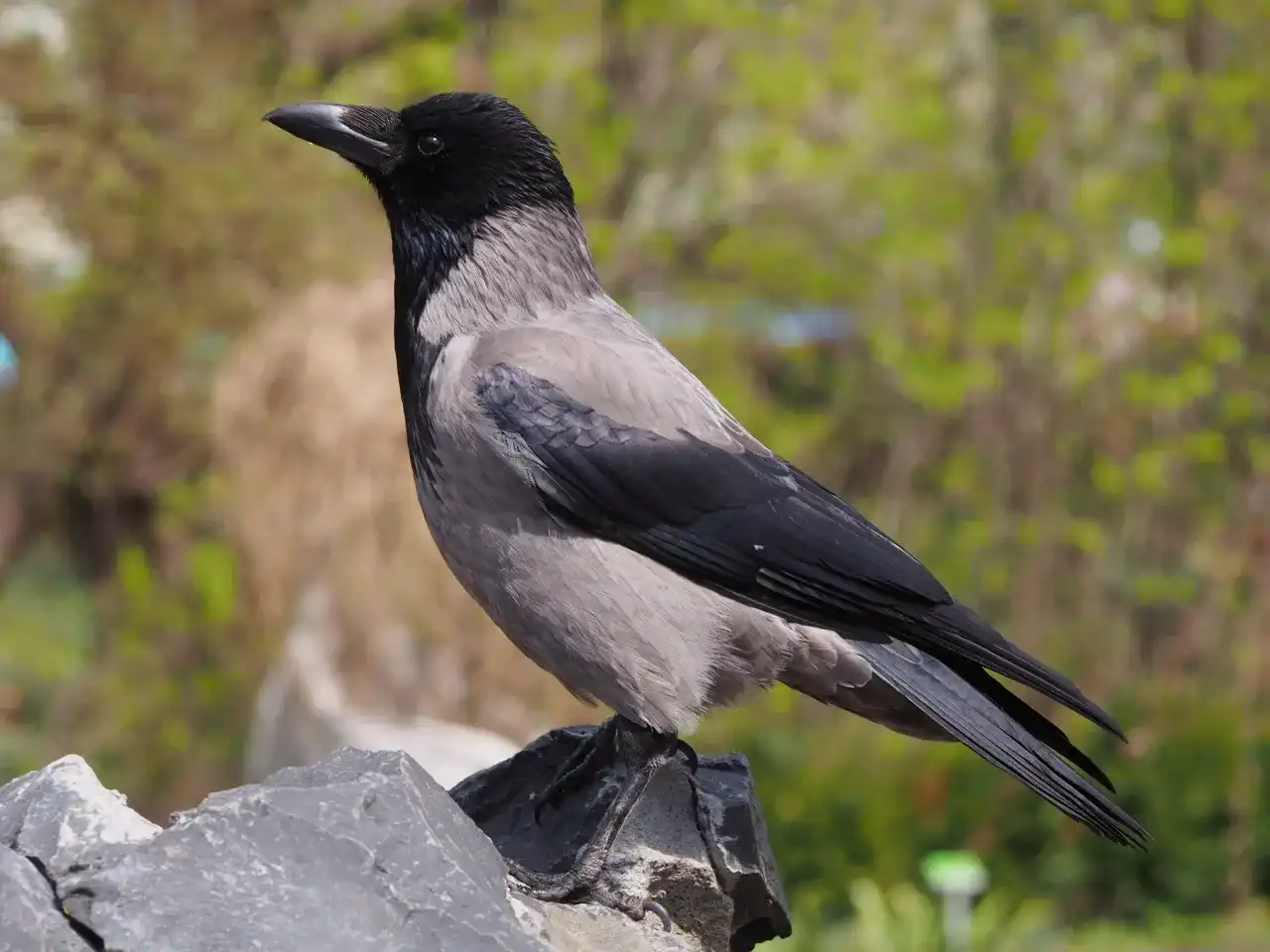 Ile lat żyje wrona? Poznaj fakty i sekrety długowieczności