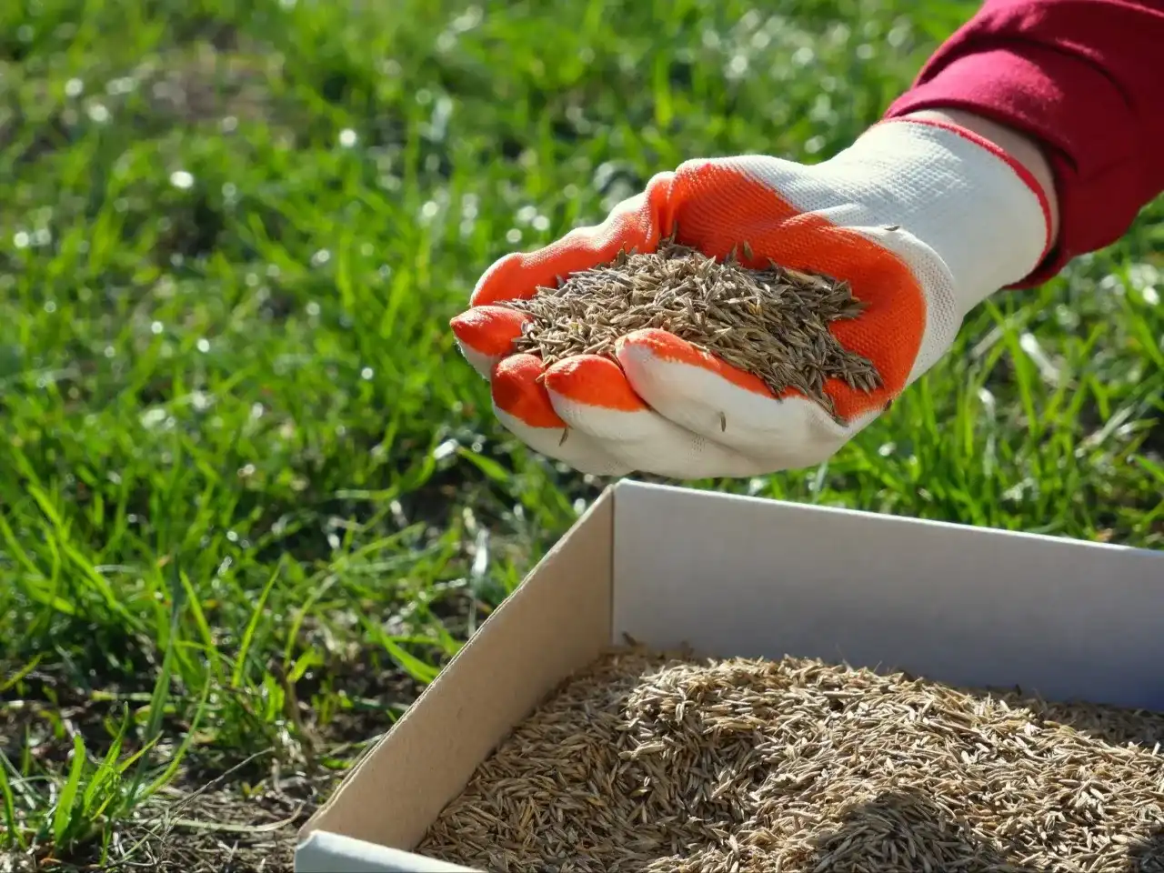 Kiedy siać trawę po zimie? Sprawdź idealny termin i wskazówki