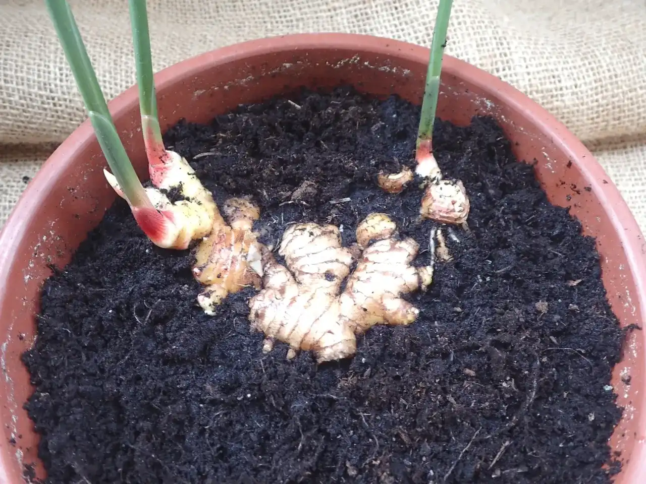 Jak sadzić imbir w doniczce - uniknij najczęstszych błędów i ciesz się plonami