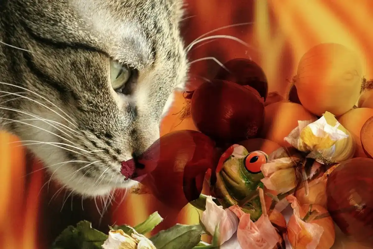 Czy kot może jeść cebulę? Toksyczność i objawy zatrucia