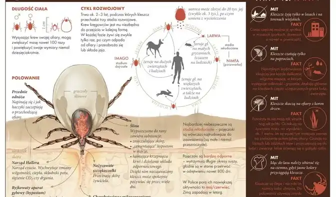 Czy kleszcz fruwa? Odkryj prawdę o tych pajęczakach