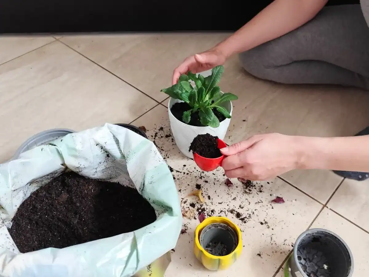 Gdzie wyrzucić ziemię z doniczek? Sprawdź, jak zrobić to legalnie!