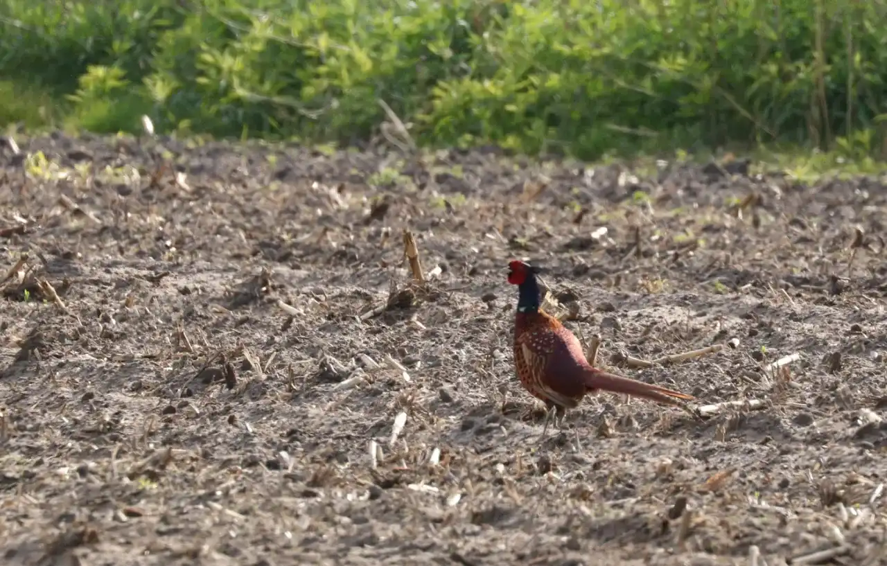 Kiedy można polować na bażanty? Terminy i zasady