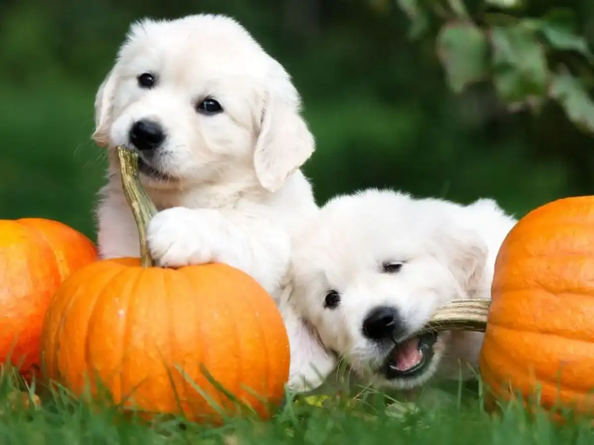 Czy pies może jeść pestki dyni? Oto, co musisz wiedzieć o bezpieczeństwie