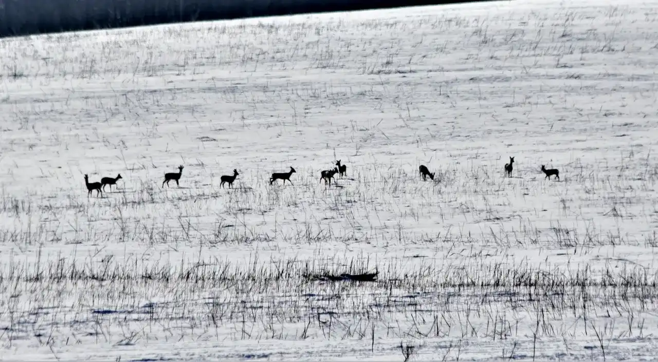 Dokarmianie zwierzyny: Czy myśliwi pomagają, czy szkodzą?
