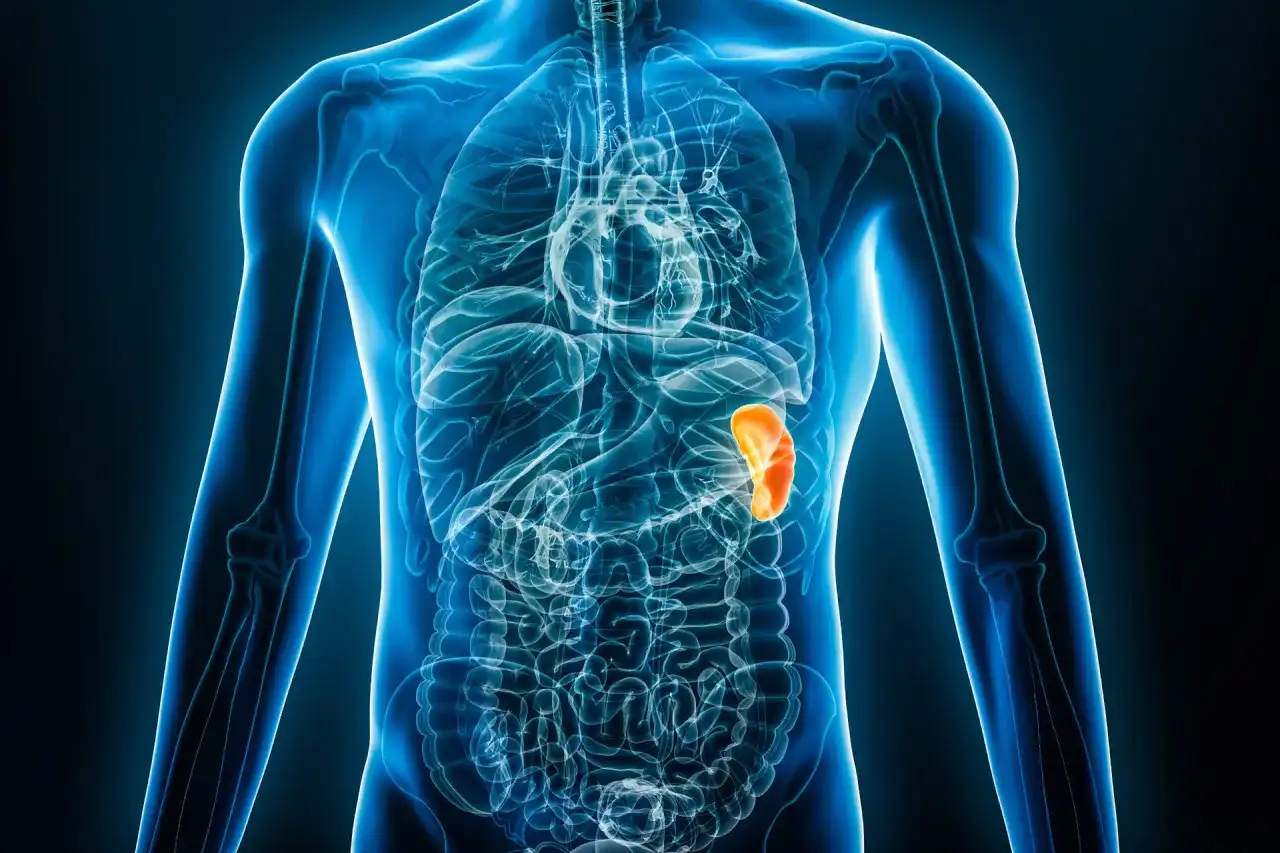 Ból pod żebrem? Gdzie jest śledziona - funkcje i objawy