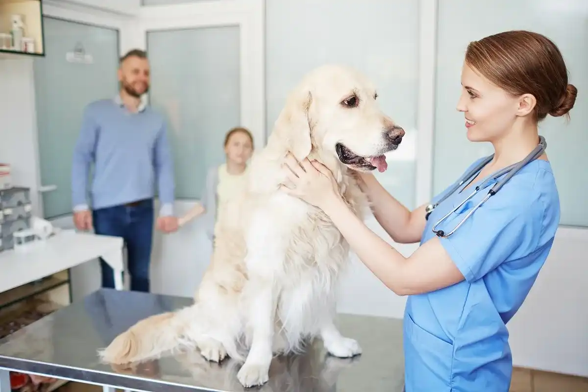 Czy weterynarz to lekarz? Jasna odpowiedź i wyjaśnienie
