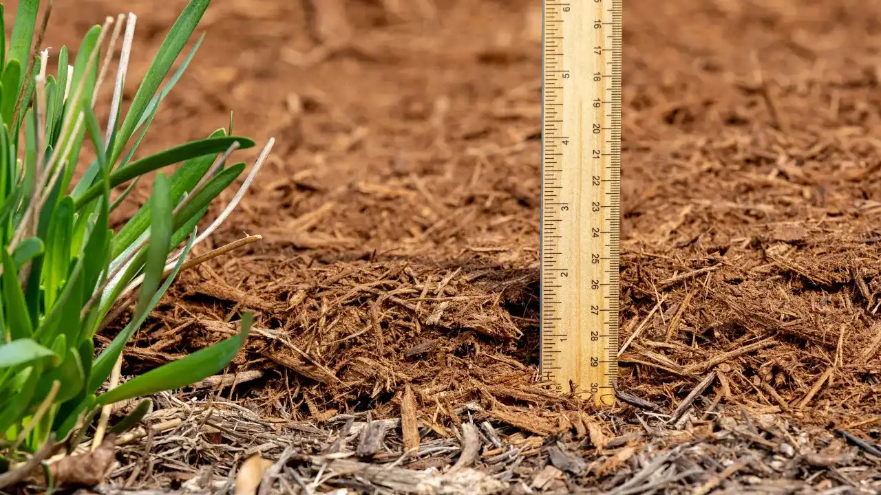 Ile kory na m²? Prosty kalkulator i praktyczne porady