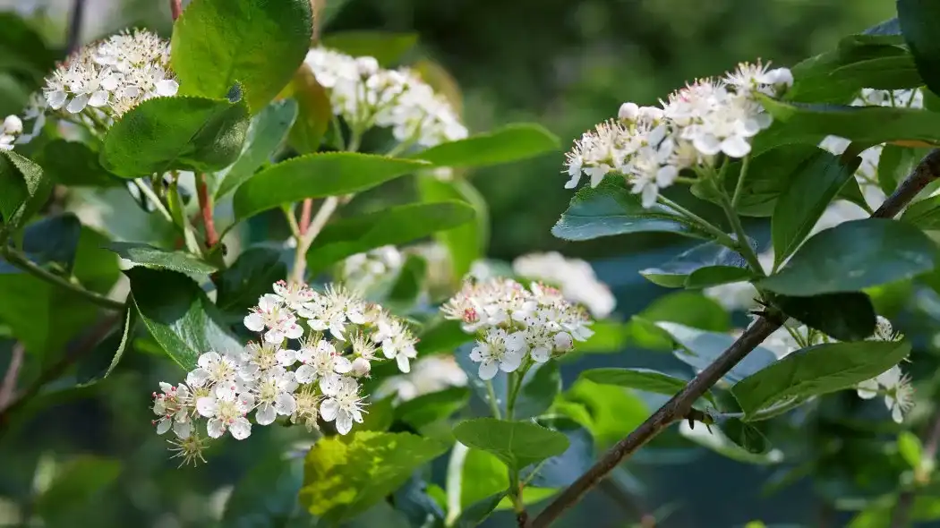 Kiedy kwitnie aronia? Odkryj najważniejsze informacje o jej kwiatach