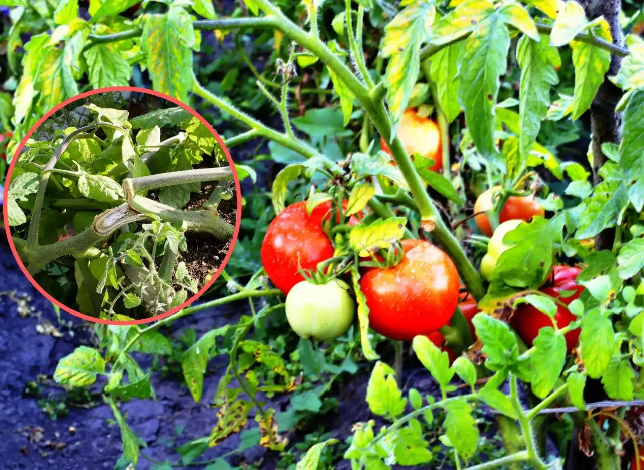 Jak podwiązać pomidory w doniczce? Sprawdzone sposoby i błędy