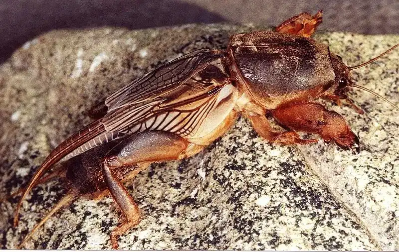 Turkuć podjadek na suma: Jak pozyskać i łowić na "wędkarski kawior"?