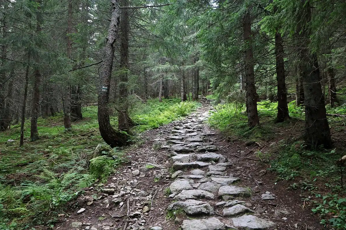 Dolina Wyżnia Chochołowska: Przewodnik na szlak na Wołowiec