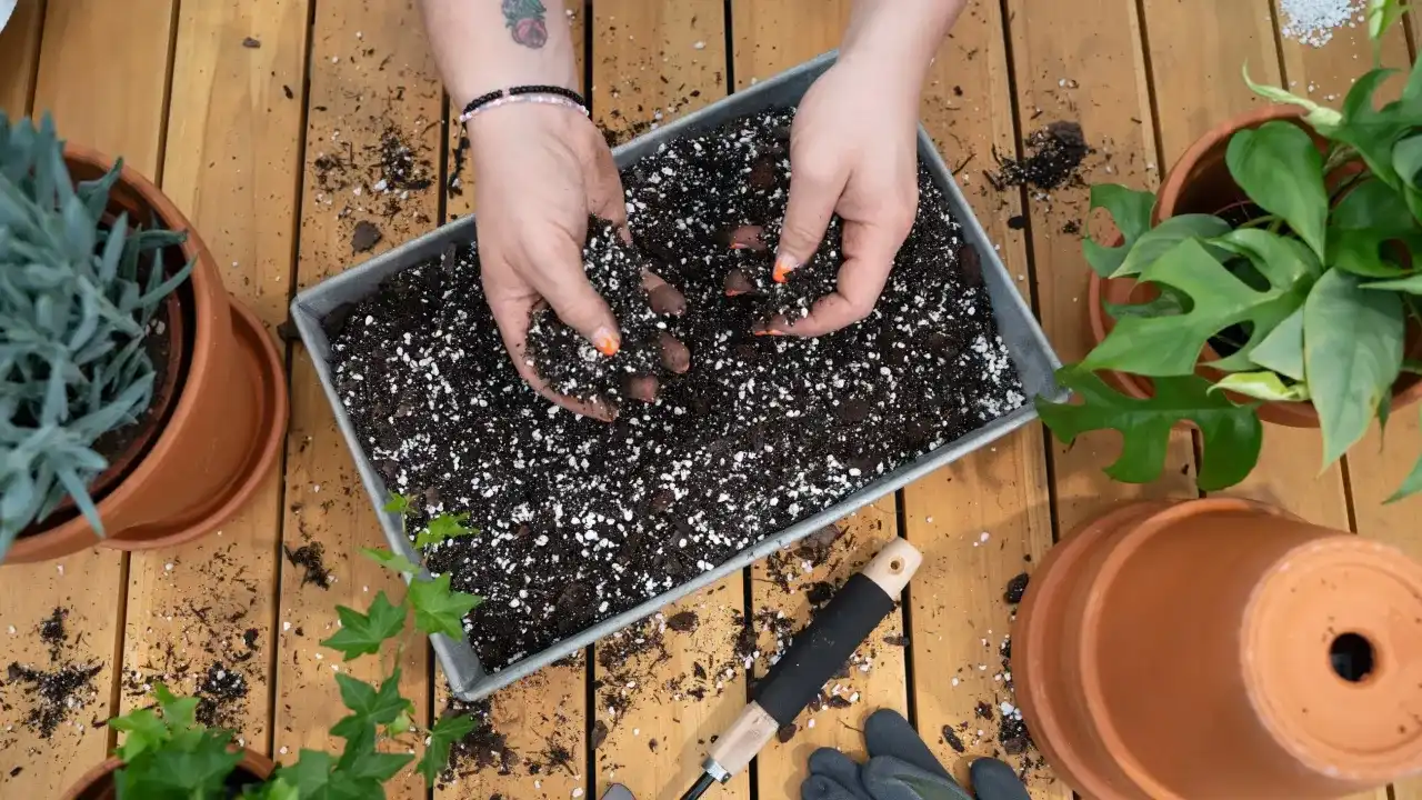 Jak zakwasić ziemię w doniczce, by rośliny lepiej rosły?