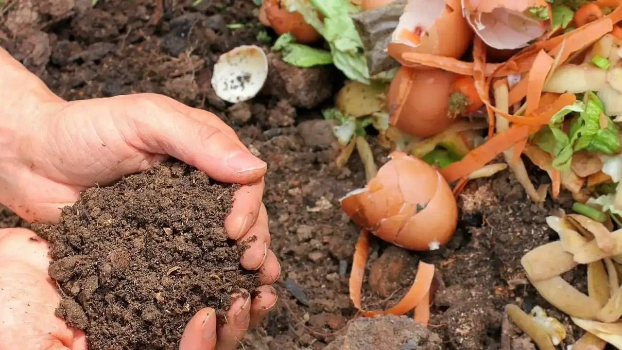 Czego nie wrzucać do kompostownika? Lista zakazanych odpadów