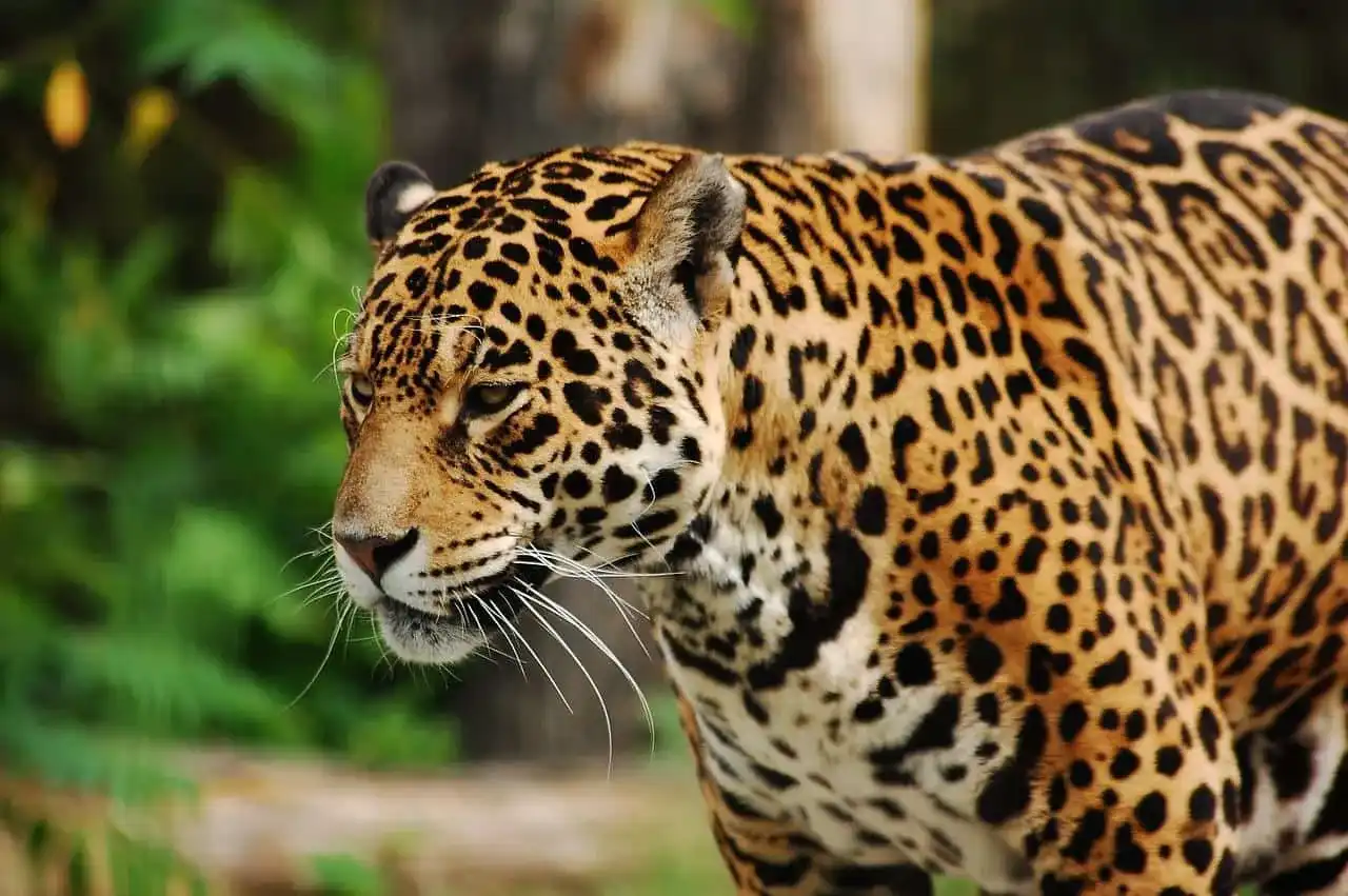 Ile zarabia pracownik ZOO? Poznaj realne stawki i benefity