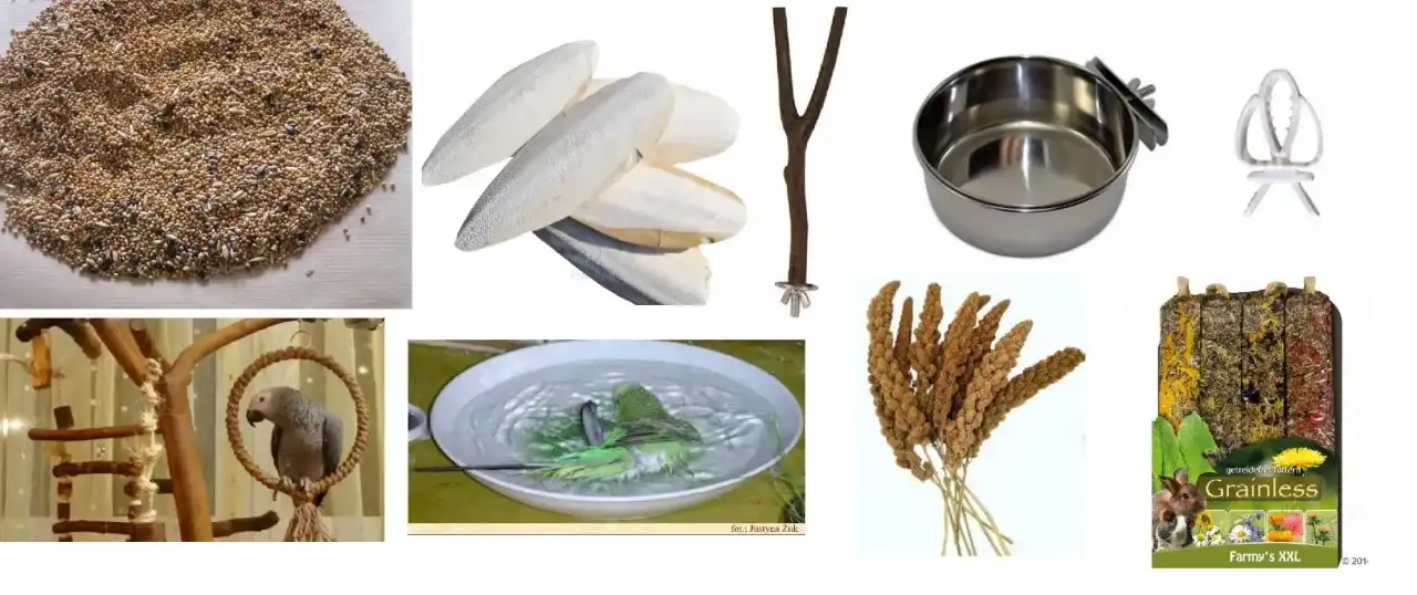 Papuga falista: Kompletna wyprawka i niezbędne akcesoria