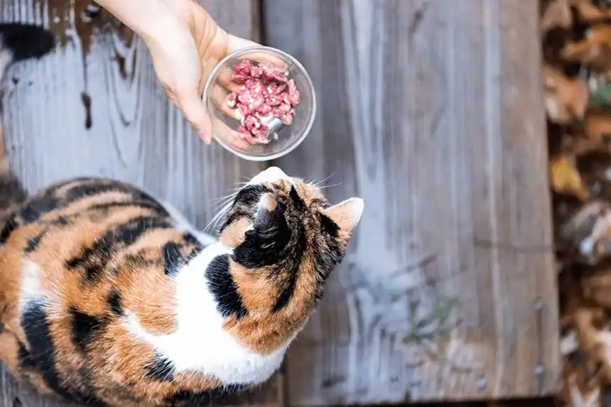 Czy koty mogą jeść surowe mięso? Poznaj ryzyka i korzyści diety