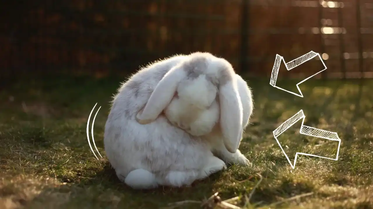 Mowa Ciała Królika: Jak Rozpoznać Jego Radość i Zadowolenie