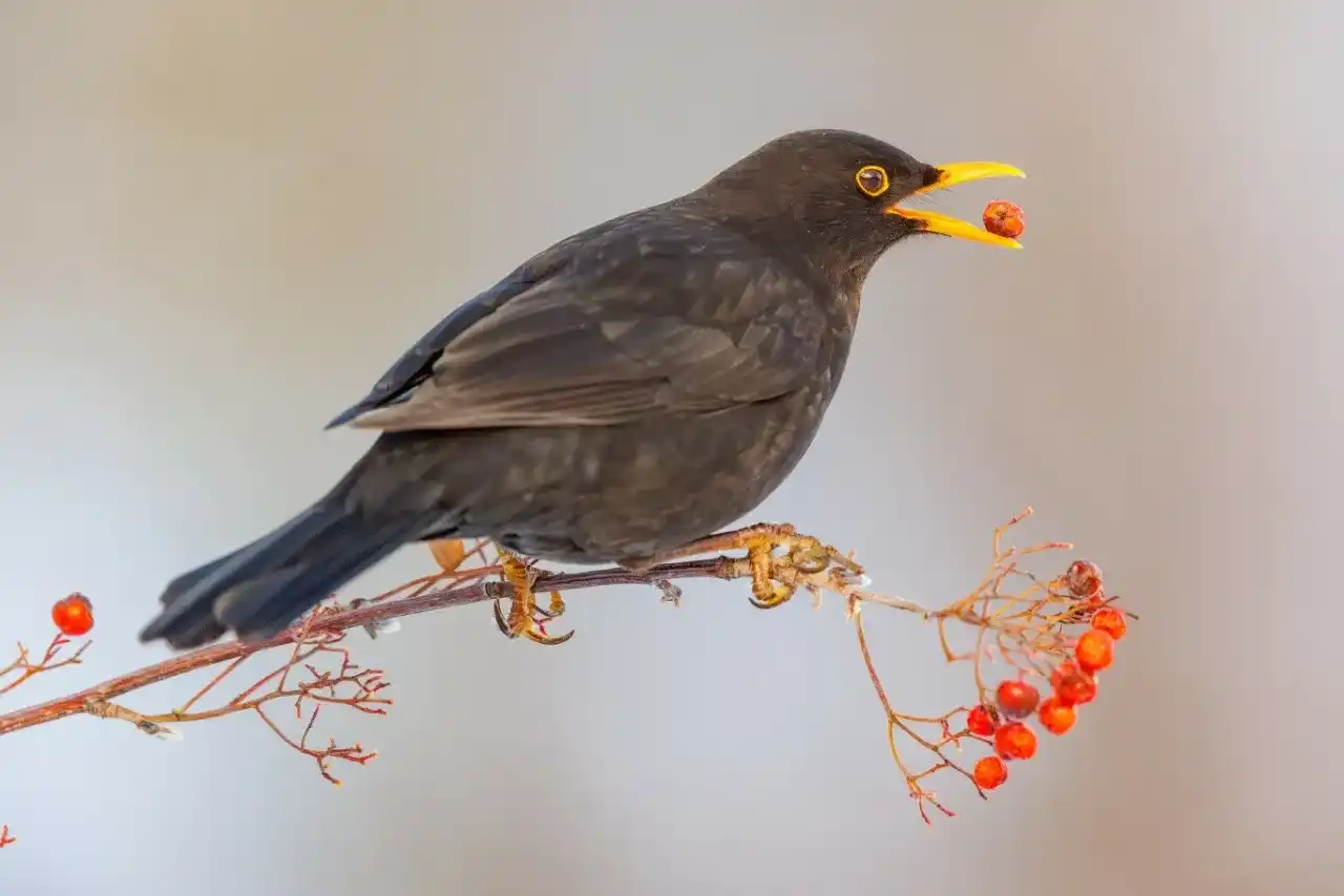 Czy kosy zimują w Polsce? Poznaj prawdę i jak im pomóc