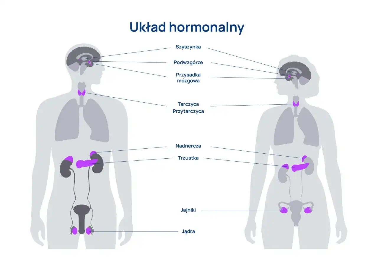 Układ hormonalny - jak działa i dba o Twoje zdrowie?